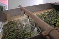 lavaggio-olive_0 lavaggio-olive_0